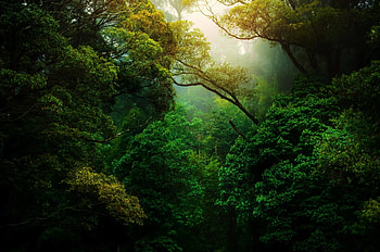 Literary escapades, Rainforest tales, Amazon immersion, Adventurous reads HD wallpaper