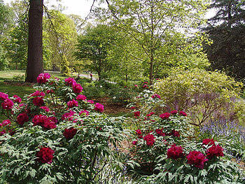 garden, peonies, red, nature, flowers HD wallpaper