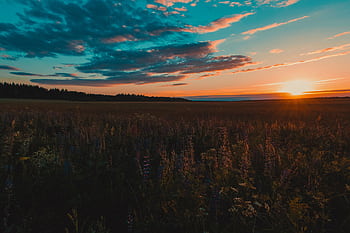 Vibrant sunset over a tranquil wildflower field, capturing the beauty of nature's colors. HD wallpaper