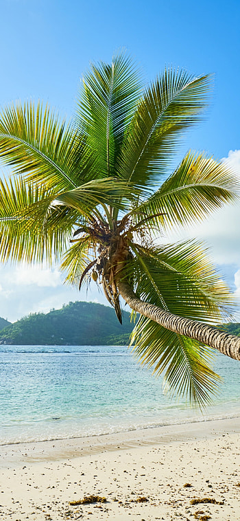 Sunny day sea, X , Tropical beach, Nature's beauty HD phone wallpaper
