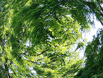 Twirling Leaves, graphy, Summer, Forest, Fisheye graphy, Nature HD wallpaper