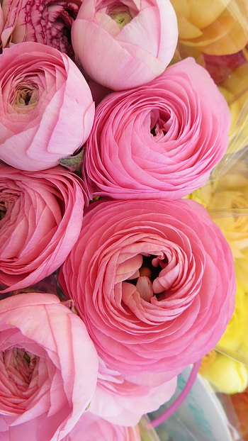 Ranunculus, Pink, Adorable, Flower HD phone wallpaper