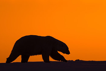 Polar Bear 2, polar-bear, animals HD wallpaper