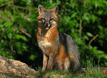 Gray Fox, Male gray fox specimen, Interesting research subject, Grey fox's natural behavior HD wallpaper