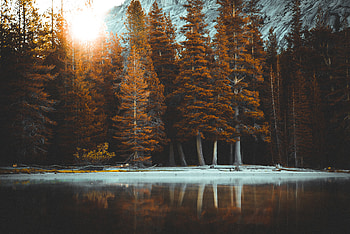 Tree Plant Abies Fir Autumn , autumn, nature, trees HD wallpaper