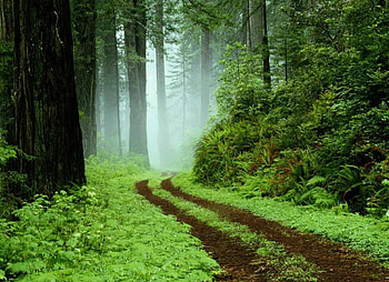 Jungle Ahead !!, greenery, trees, forests, nature HD wallpaper