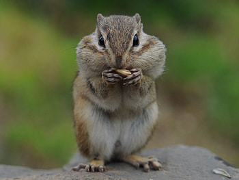 Cute, rodents, animals HD wallpaper