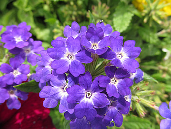 Purple Stars, Petals, Flowers, Plants, Flora, Purple HD wallpaper