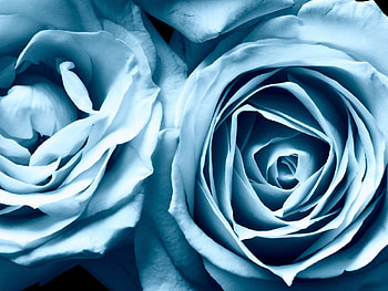 Roses, blue, nature, flowers HD wallpaper