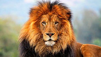 Beautiful brown lion, Captivating , Wild and majestic, ACirc-128-Cent HD wallpaper