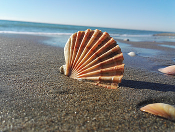 Coast, sand, shell, close up HD wallpaper