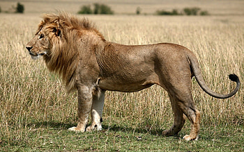 Animals, Grass, Field, Lion, King Of Beasts, King Of The Beasts HD wallpaper
