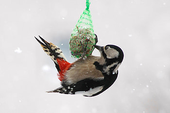 Bird in the snow, Bird, Sweet, Winter, Snow HD wallpaper