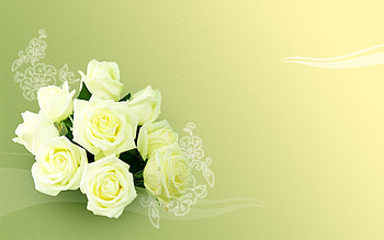 Plants, Flowers, Roses HD wallpaper