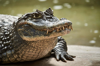Young crocodile, Lake portrait, Stunning , Wildlife graphy HD wallpaper
