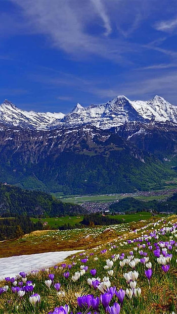 Spring Flowers, Mountain, Nature Spring HD phone wallpaper