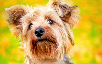 Yorkie, Close up, Autumn HD wallpaper