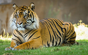 tiger, fun, animals, cool, cat HD wallpaper