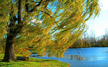 Landscape, Rivers, Trees HD wallpaper