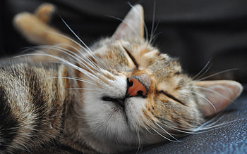 Animals, Cat, Muzzle, Spotted, Spotty, Sleep, Dream HD wallpaper