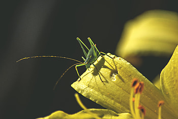 Leaves, Macro, Insect, Sunlight, Grasshopper HD wallpaper