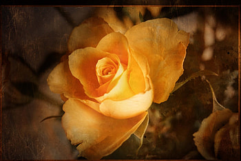 rose nostalgia...., yellow rose, still life, flowers, nostalgia HD wallpaper