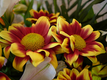 Plants, Flowers HD wallpaper