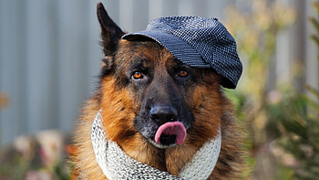 German Shepherd, resolution, , Stunning visuals HD wallpaper