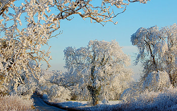 Nature, Trees, Road, Asphalt, Frost, Hoarfrost, Clear, I See HD wallpaper