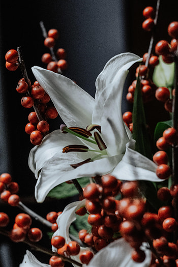 Flowers, Berries, Flower, Plant, Lily HD phone wallpaper