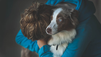 Pet Dog, dog, animals HD wallpaper