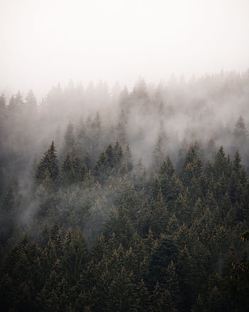 A serene misty forest with conifer trees enveloped in fog, capturing nature's autumn beauty. HD phone wallpaper
