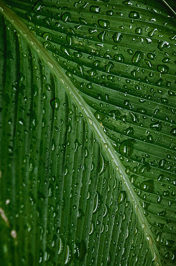Drops, Plant, Macro, Sheet, Leaf, Moisture HD phone wallpaper