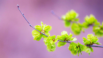 Background, Leaves, Plant, Macro, Branch HD wallpaper