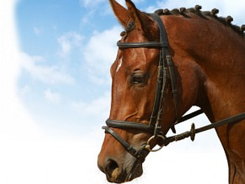 SHOW HORSE, dressage, horses, equestrian, animals HD wallpaper