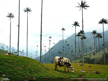 Cow, animals, National Geographic, grass, wild, tree HD wallpaper