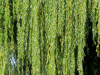 Willow tree , Enchanting branches, Serene forest, Captivating beauty HD wallpaper