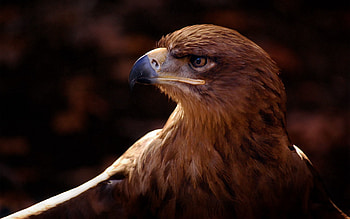 Animals, Bird, Beak, Predator, Eagle HD wallpaper