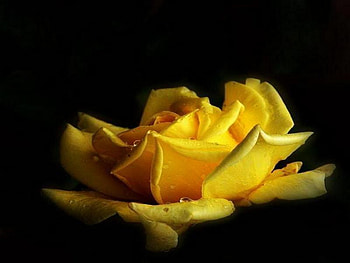yellow rose, roses, love, beauty, yellow HD wallpaper