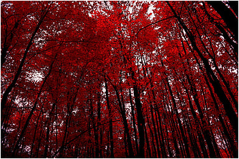 changes, trees, autumn, nature, red HD wallpaper