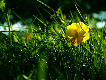 Grass, Summer, Flower, Macro, Shadow, Plexus HD wallpaper