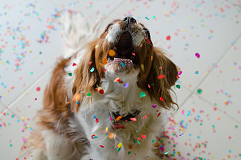 Happy Cute Dog, dog, cute, animals HD wallpaper