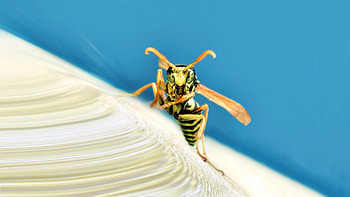Wasp , Insect beauty, Nature's tiny warriors, resolution HD wallpaper