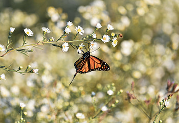 Flowers, Macro, Brown, Insect, Butterfly, Monarch Butterfly, Butterfly Monarch HD wallpaper