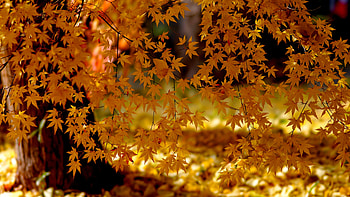 Autumn , Ultra , Nature's beauty, Landscape HD wallpaper