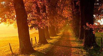 Autumn walk, scene, path, fall, , landscape, misty, way, mist, fog, field, foggy, autumn, road, nature HD wallpaper