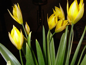 Yellow tulips, tulip, black, yellow, flower HD wallpaper