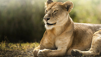 African lion, Lions HD wallpaper