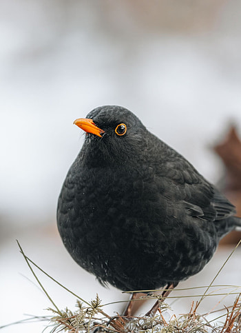 Common Blackbird, Beautiful bird species, Enchanting presence, Nature's harmony HD phone wallpaper