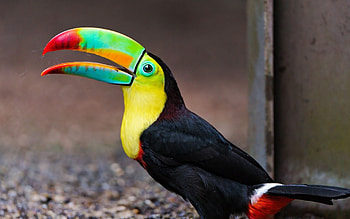 Toucan, Keel Billed Toucan, Animal online, Nature's marvel HD wallpaper